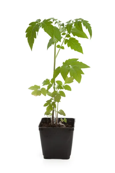 Planta de mudas de tomate — Fotografia de Stock