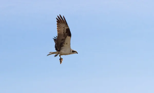 Osprey — Stock Photo, Image