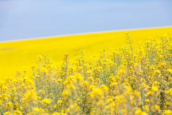 Flor amarilla de canola Imagen de archivo