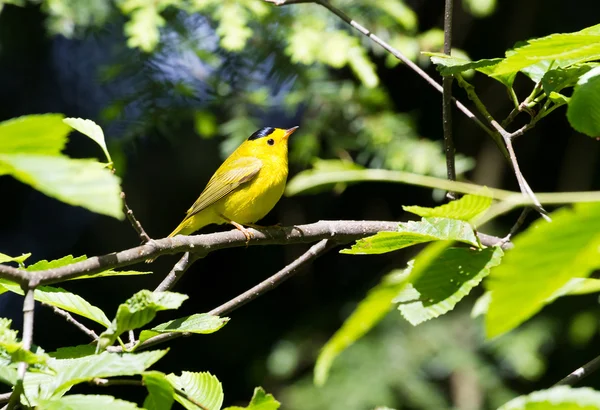 Warbler de Wilson — Foto de Stock