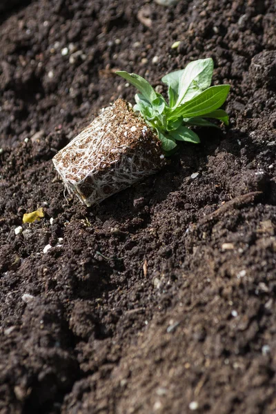 Flower Seedling — Stock Photo, Image