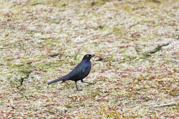 Brewer's Blackbird — Stockfoto