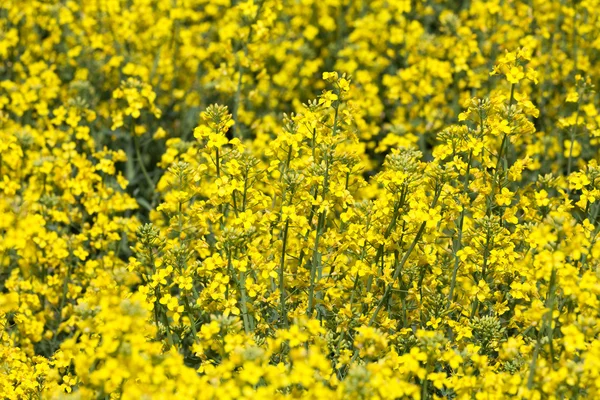 Květina žlutá řepka — Stock fotografie