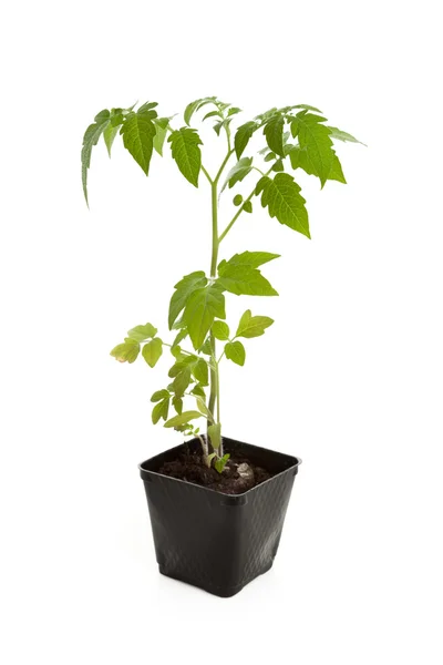 Groddplanta tomatplantor — Stockfoto