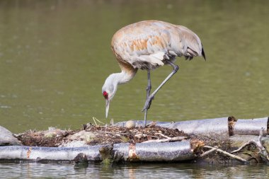 Sandhill Crane