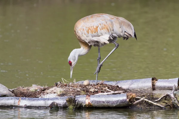 Sandhill crane — Stock Photo, Image