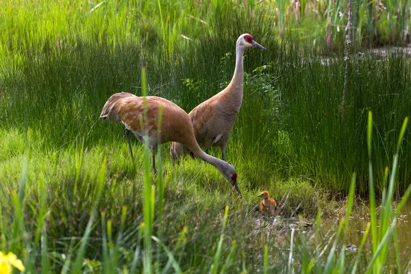 Sandhill crane and baby chick — Stock Photo, Image