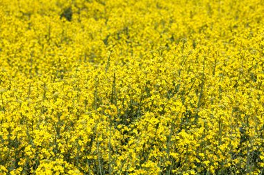 Sarı kanola çiçeği