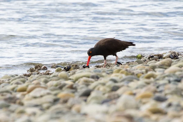 Black Oystercatcher — Stock Photo, Image