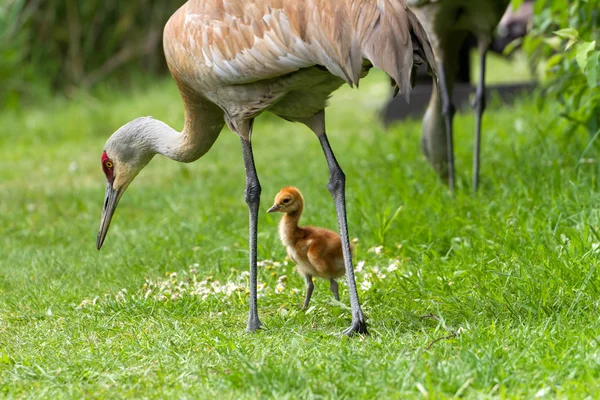 Grúa arenisca y polluelo bebé — Foto de Stock
