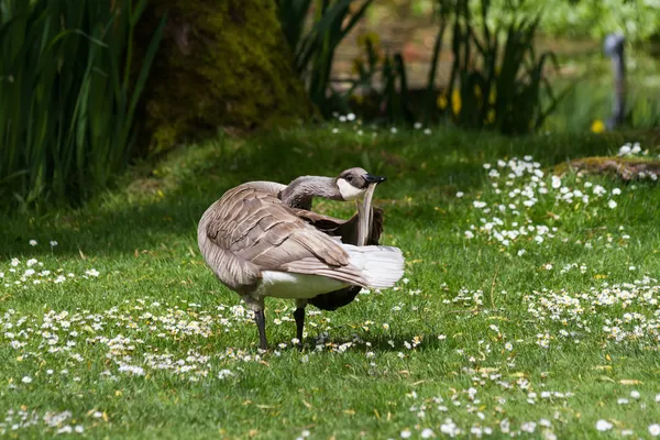 Leucisme canada goose — Stockfoto