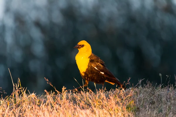 Žlutá hlávkového blackbird — Stock fotografie