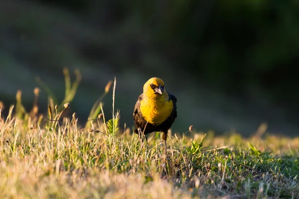 Yellow headed blackbird — Stock Photo, Image