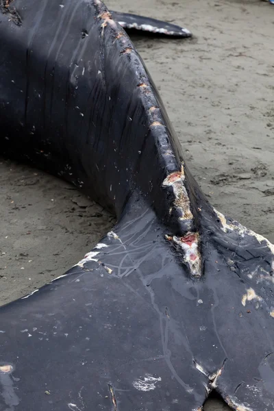 少年ザトウクジラ岸を洗うし、死亡 — ストック写真