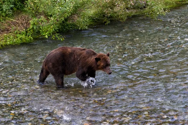 Niedźwiedź Grizzly — Zdjęcie stockowe