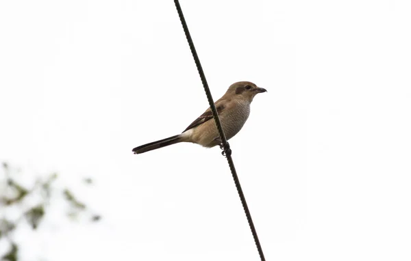 Shrike del Norte — Foto de Stock