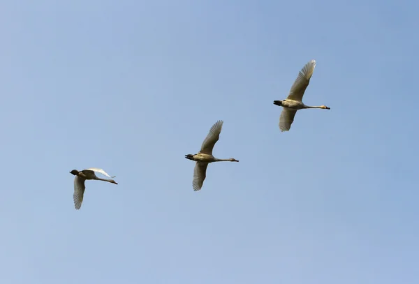 Tundraschwan — Stockfoto