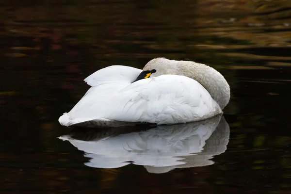Cisne da tundra — Fotografia de Stock