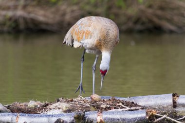 Sandhill Crane