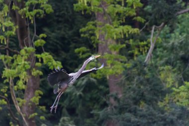 Büyük Mavi Balıkçıl