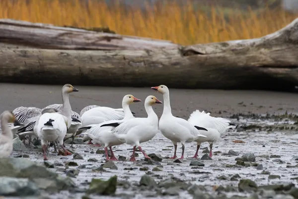 Snow Goose — Stock Photo, Image