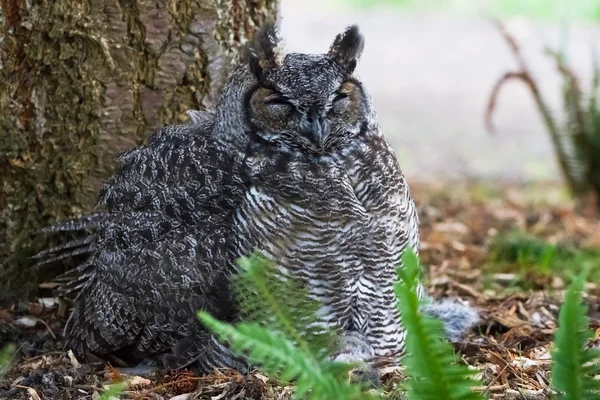 Great Horned Owl — Stock Photo, Image