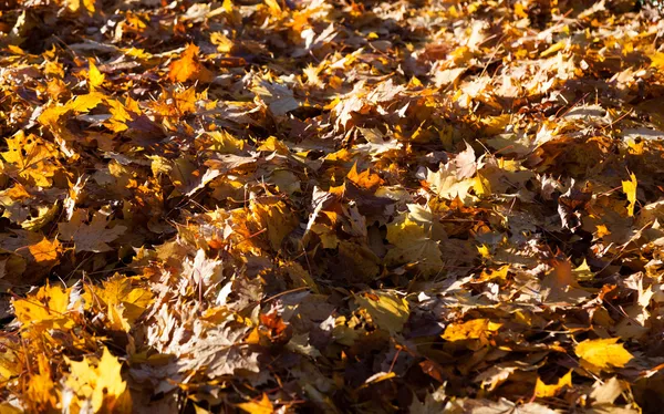 Feuilles jaunes — Photo