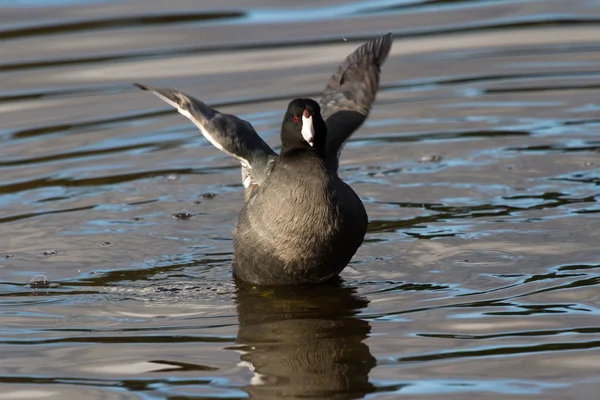 American Coot — Stock Photo, Image