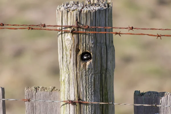 Чорний capped Chickadee — стокове фото