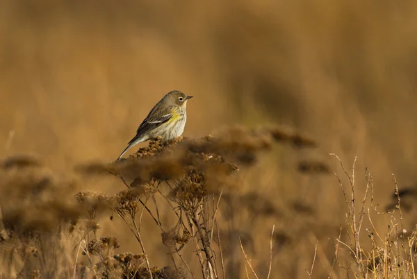 Warbler amarelo-rumped — Fotografia de Stock