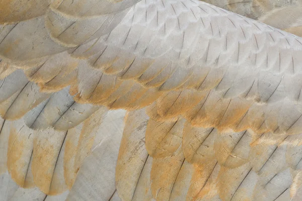 Sandhill crane feather — Stock Photo, Image