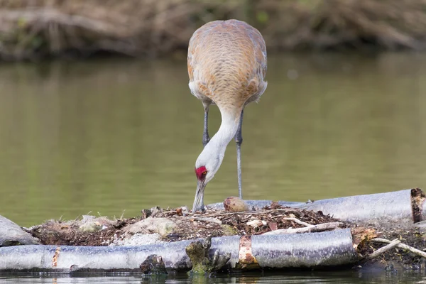 Sandhill crane — Stock Photo, Image