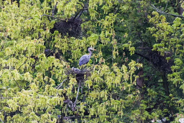 Nagy kék heron — Stock Fotó