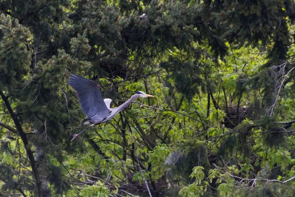 Grote blauwe reiger — Stockfoto