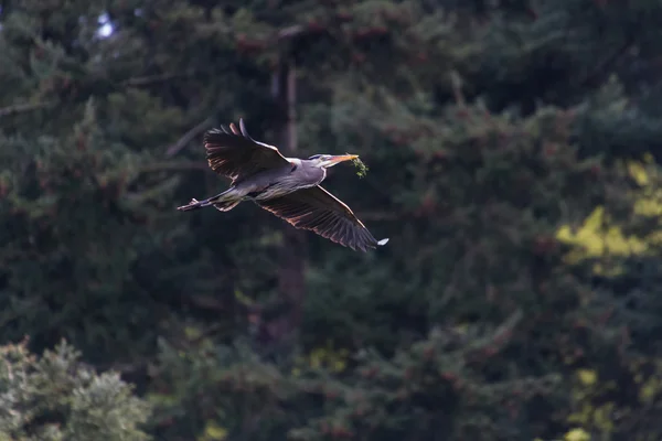 Grote blauwe reiger — Stockfoto