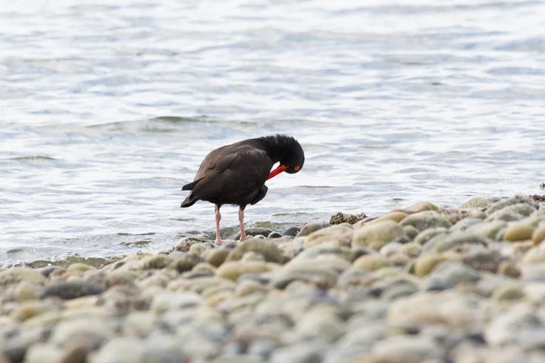 Black Oystercatcher — Stock Photo, Image