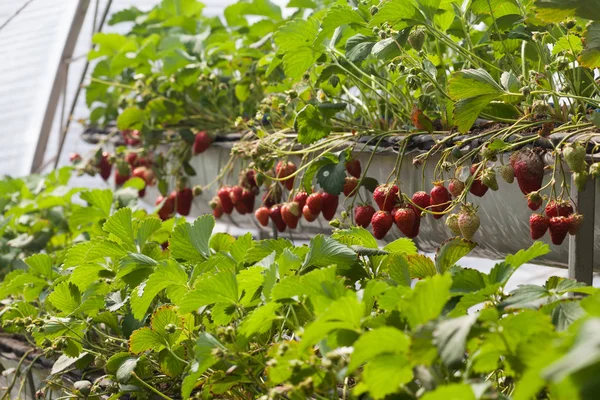 Morango — Fotografia de Stock