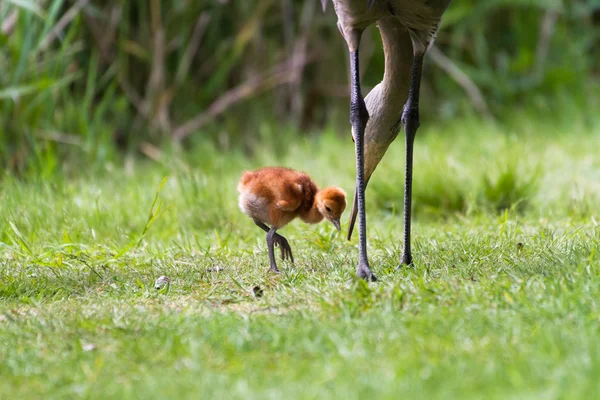 Sandhill crane och baby brud — Stockfoto