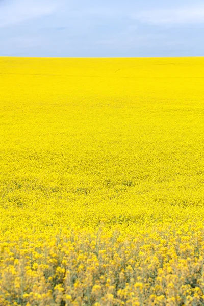 Flor de canola amarela — Fotografia de Stock