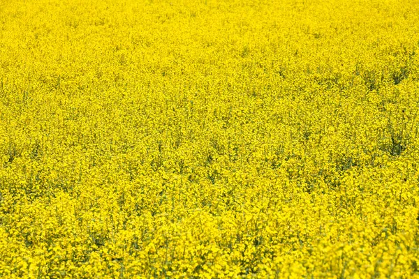 Flor de canola amarela — Fotografia de Stock