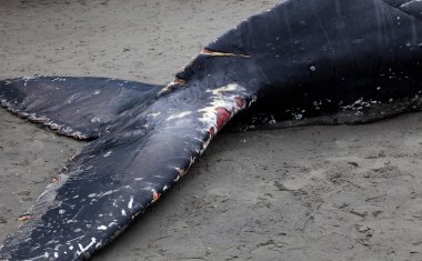 Humpback whale washes ashore and died clipart
