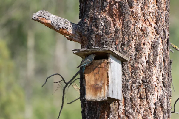 Gebirgsblauvogel — Stockfoto