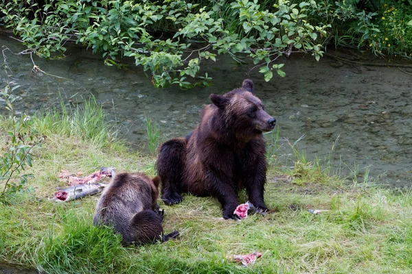 Orso grizzly — Foto Stock