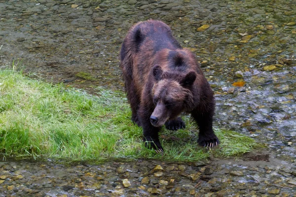 Urso-pardo — Fotografia de Stock