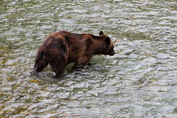 Grizzly medve — Stock Fotó