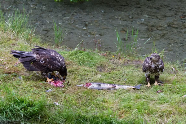 Лисий орел їсть лосось — стокове фото