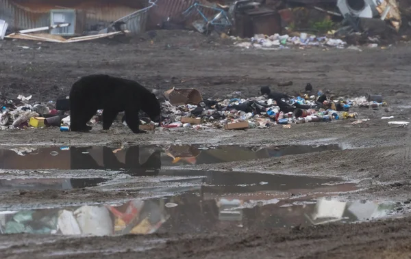 Kara ayısı — Stok fotoğraf