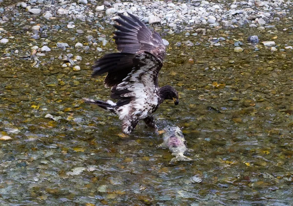 Aquila calva cattura del salmone — Foto Stock
