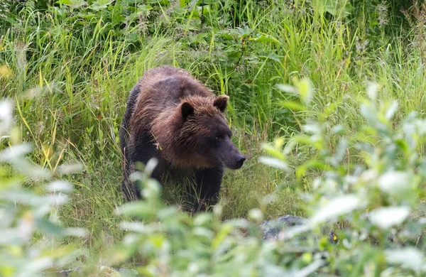 Niedźwiedź Grizzly — Zdjęcie stockowe