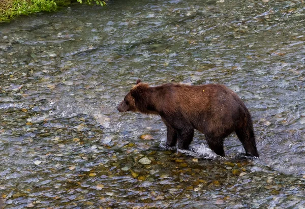 Urso-pardo — Fotografia de Stock